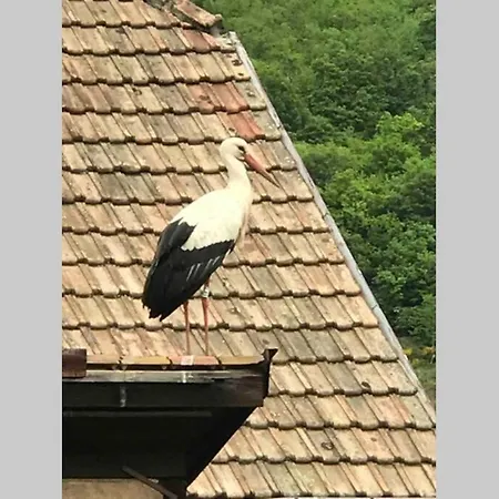 Coeur Alsace * Colmar