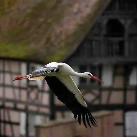 Appartement Coeur Alsace Colmar