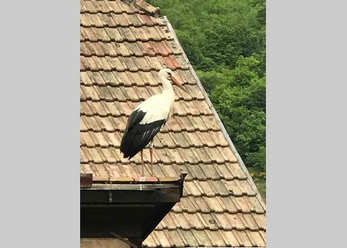 Coeur Alsace * Кольмар