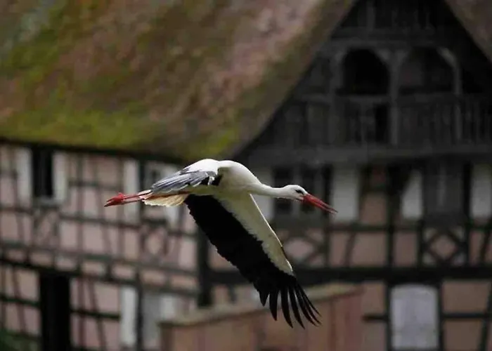 公寓 Coeur Alsace 科尔马